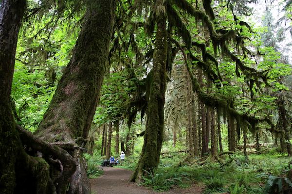 olympic-national-park