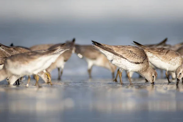 birds-drinking