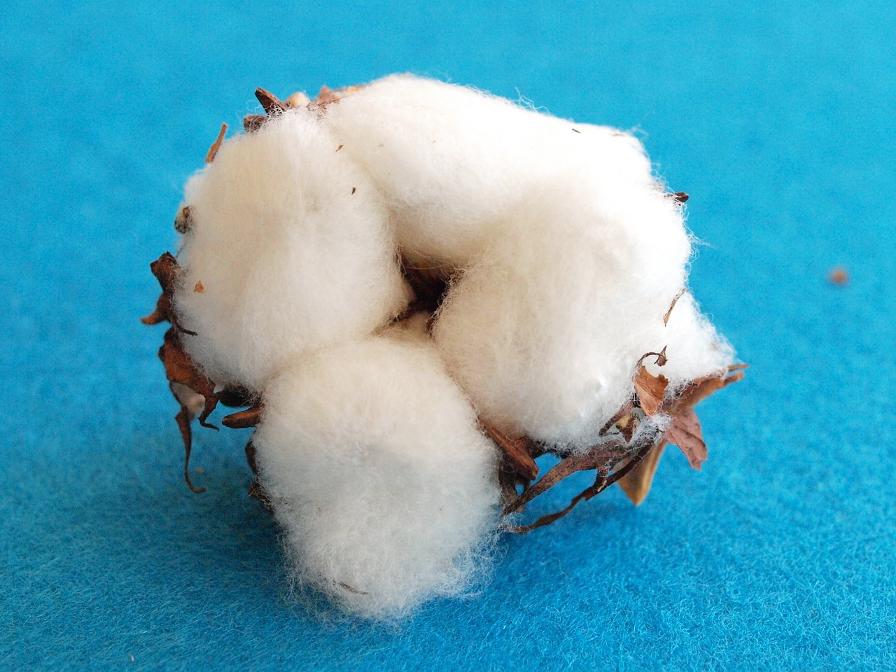 What Is Organically Grown Cotton - Outdoor Gearexport - Running 